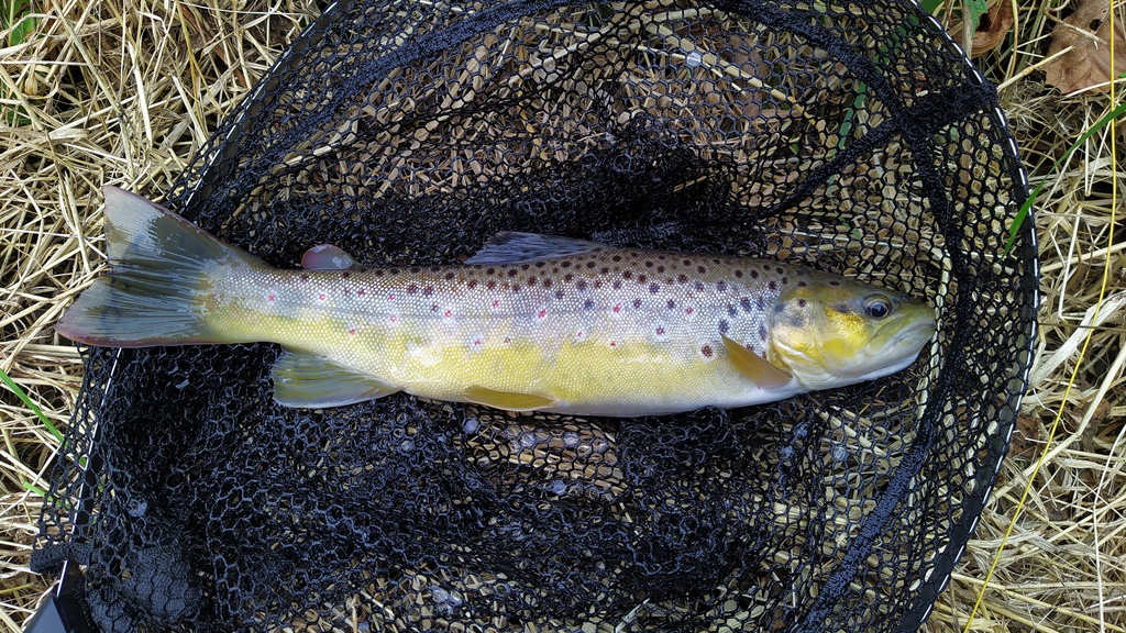 First trout of the day